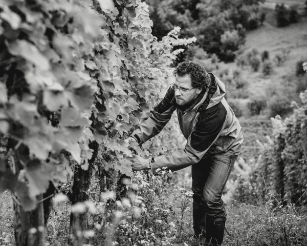 Weingut Wolfgang Maitz