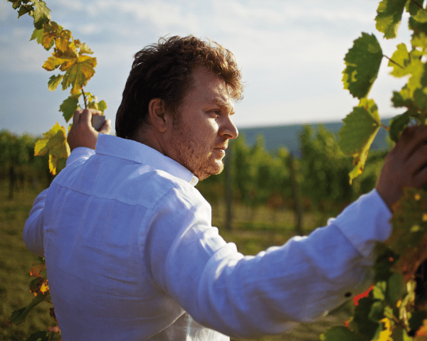 Weingut Albert Gesellmann