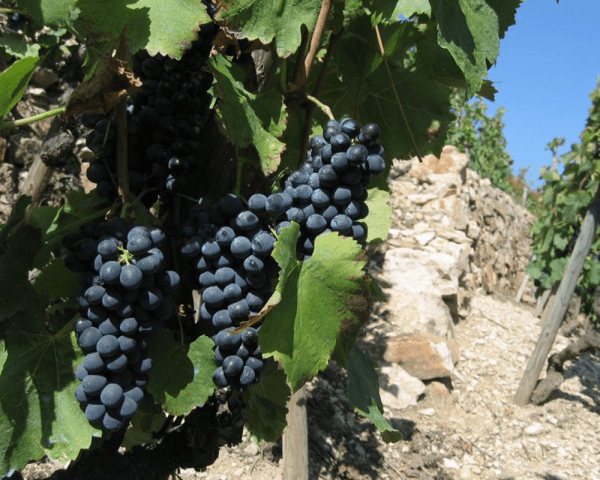 Domaine Vignobles Levet
