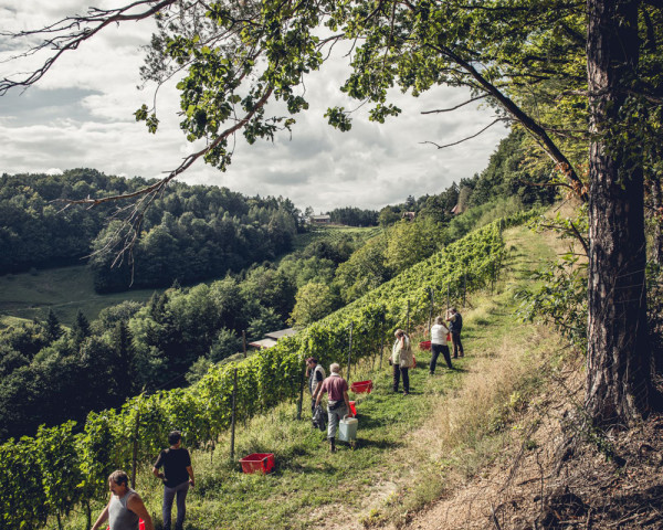 Weingut Hannes Sabathi