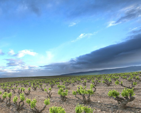 Fincas de Azabache