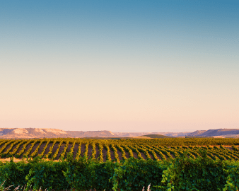 Ribera del Duero