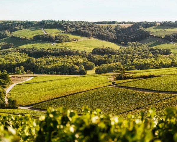 Chassenay d'Arce